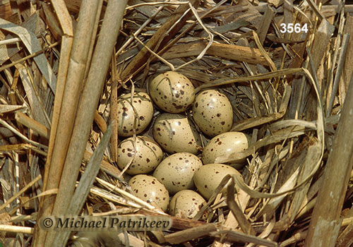 Sora (Porzana carolina)